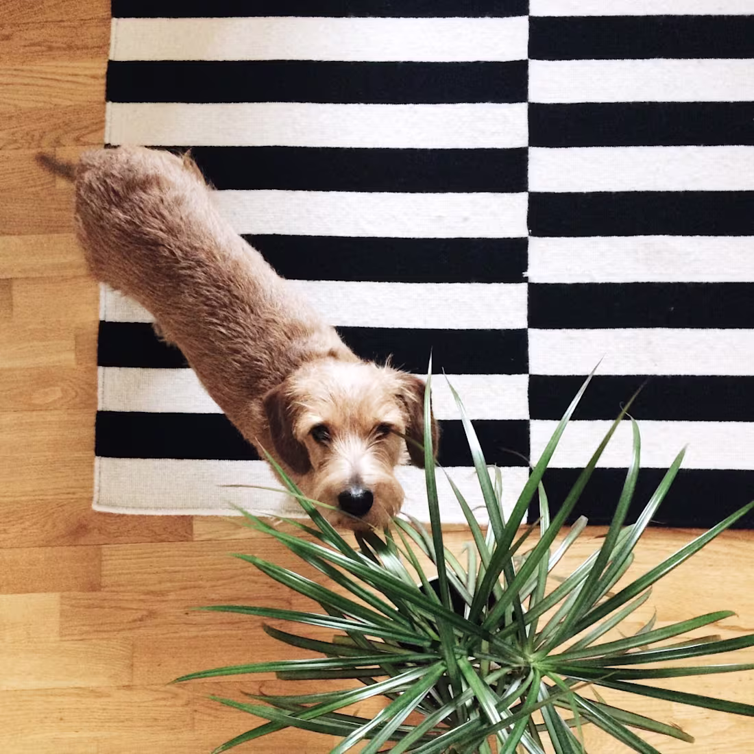 Cover image for How to Find Pretty Houseplants that are Safe for Pets | My Beau…