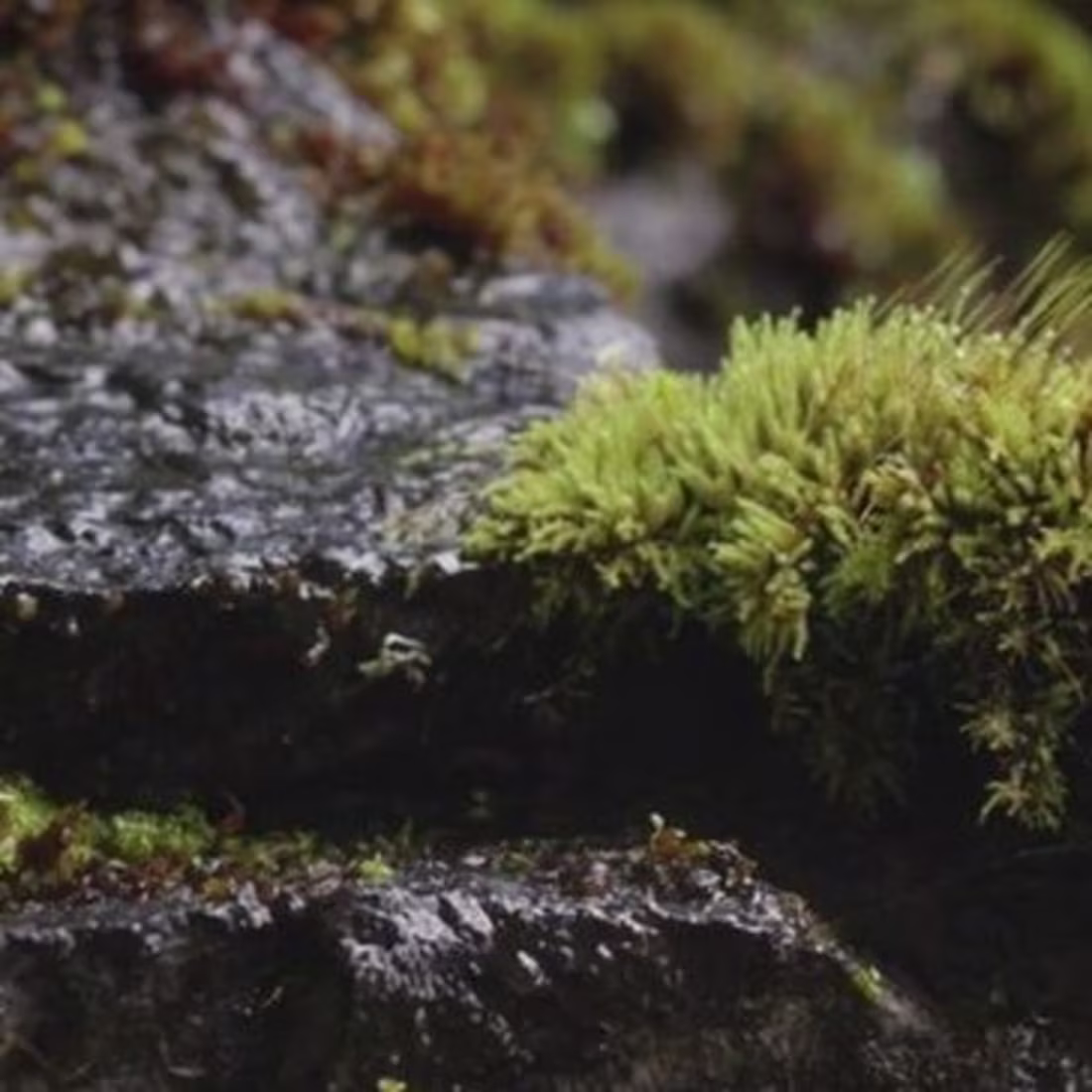 Cover image for Ahsan A. on Instagram: “Commercial Video - Elkali Water Need a …