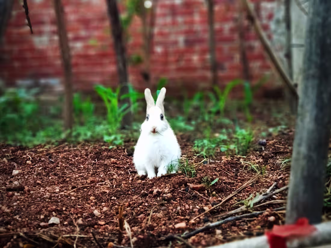 Cover image for Logo 