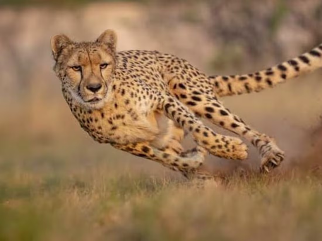 Cover image for YouTube script: Exploring the world of fastest animal