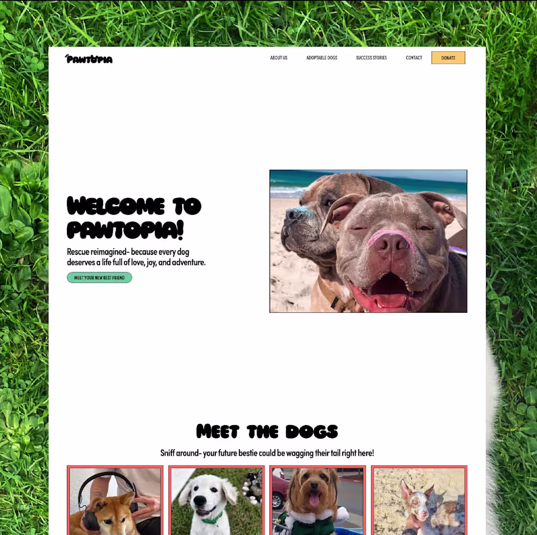 Cover image for Pawtopia Dog Rescue | Website Design + Branding