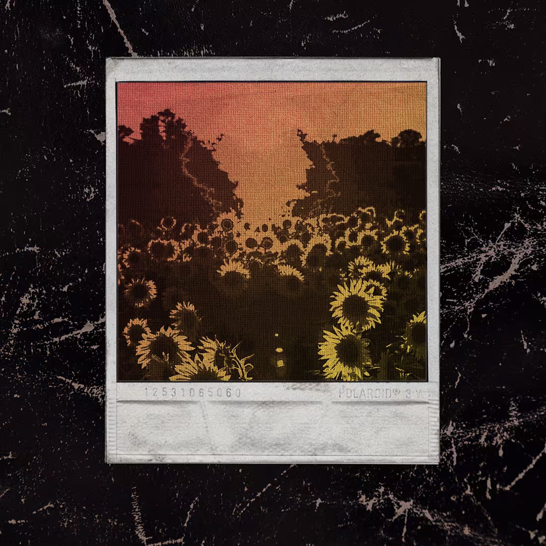 Cover image for Sunflower Polaroid Edit on Behance