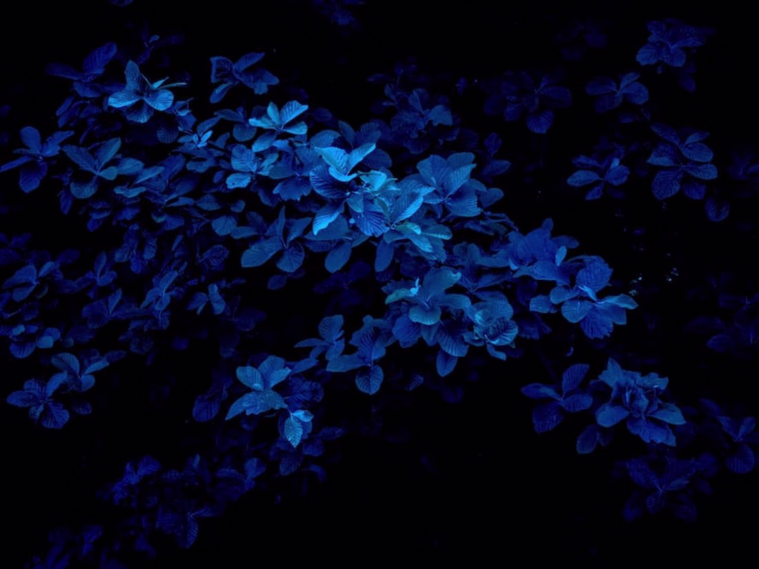 Cover image for My First Professional Landing Page