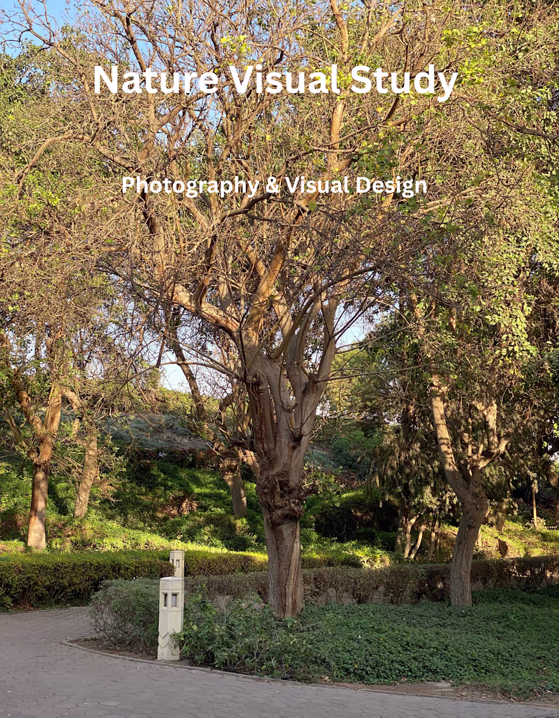 Cover image for A visual study of nature