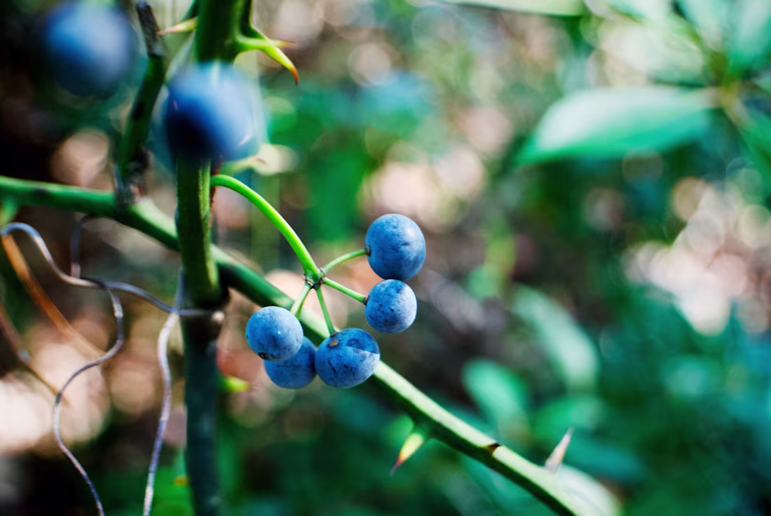 Cover image for One of my recent shots of some wild blueberries growing at B...