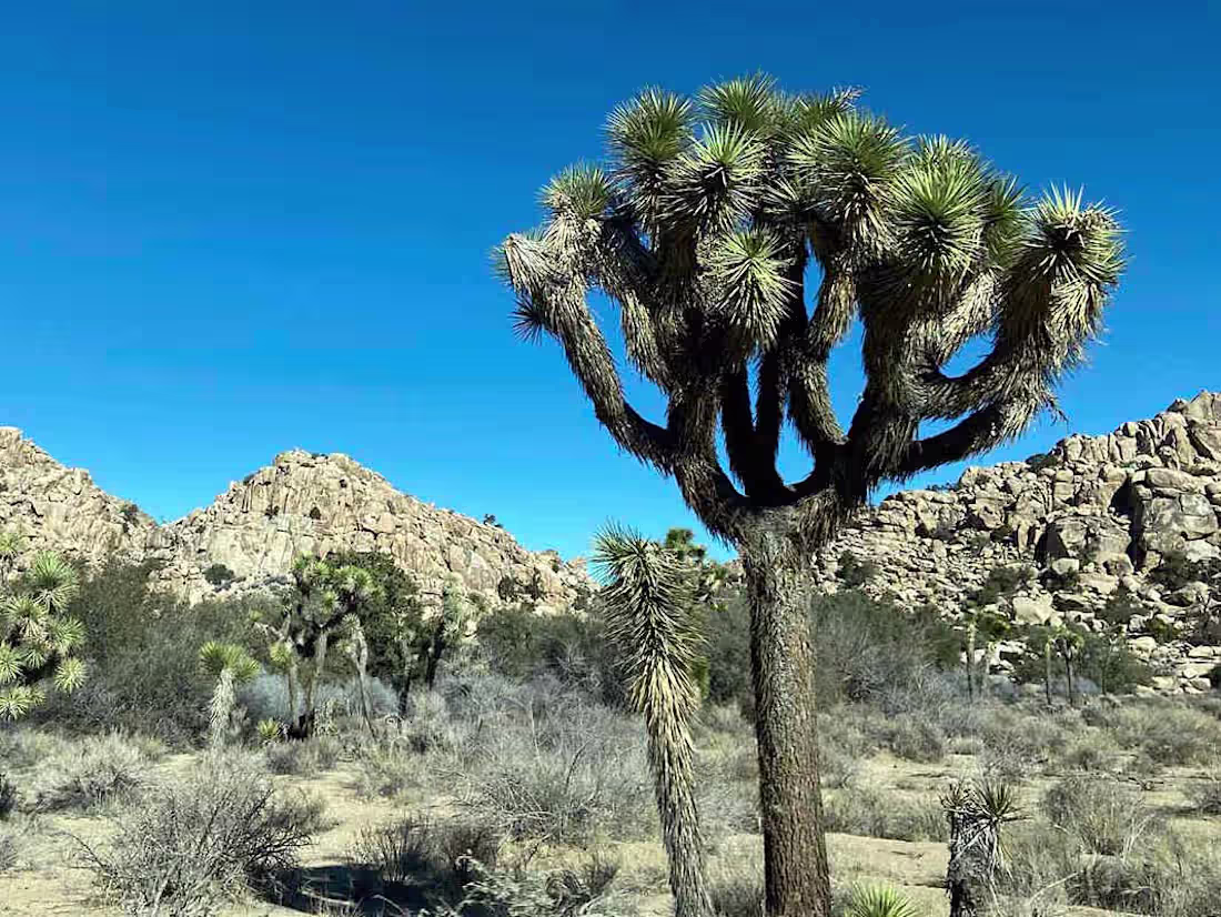 Cover image for Editorial Management with a Personal Touch