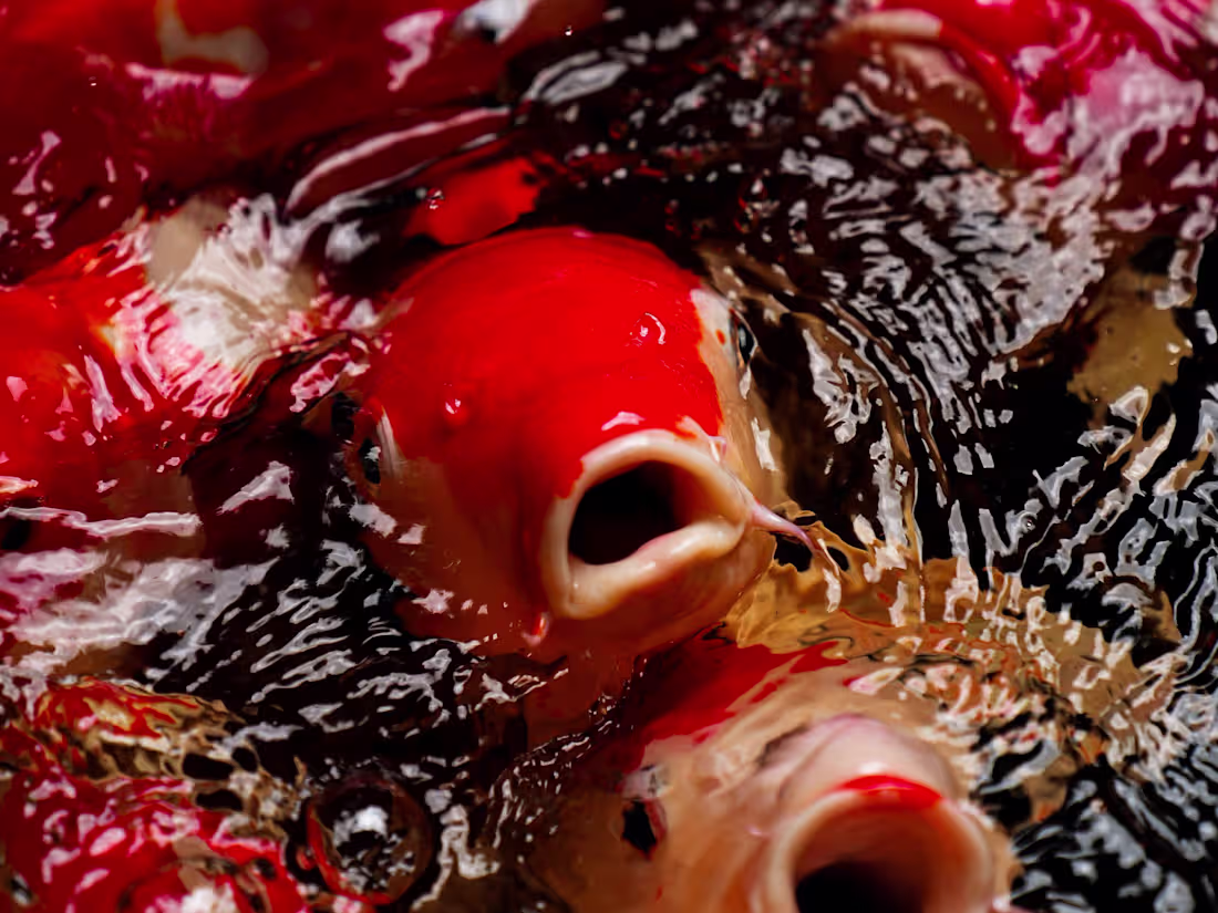 Cover image for Koi Fish - Photo Album