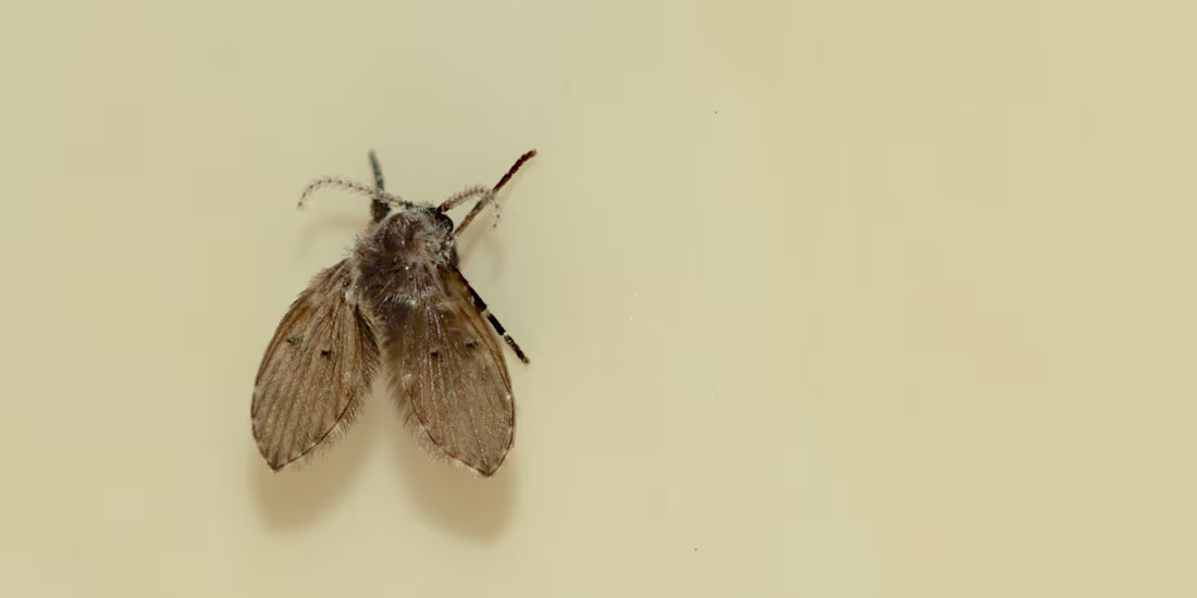 Cover image for "The Wild Indoors" Proofreading Project