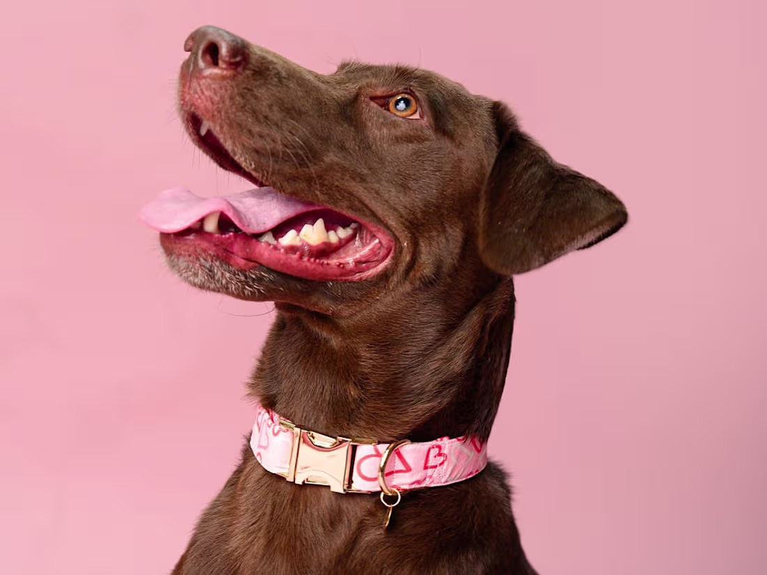 Cover image for Pawtterns