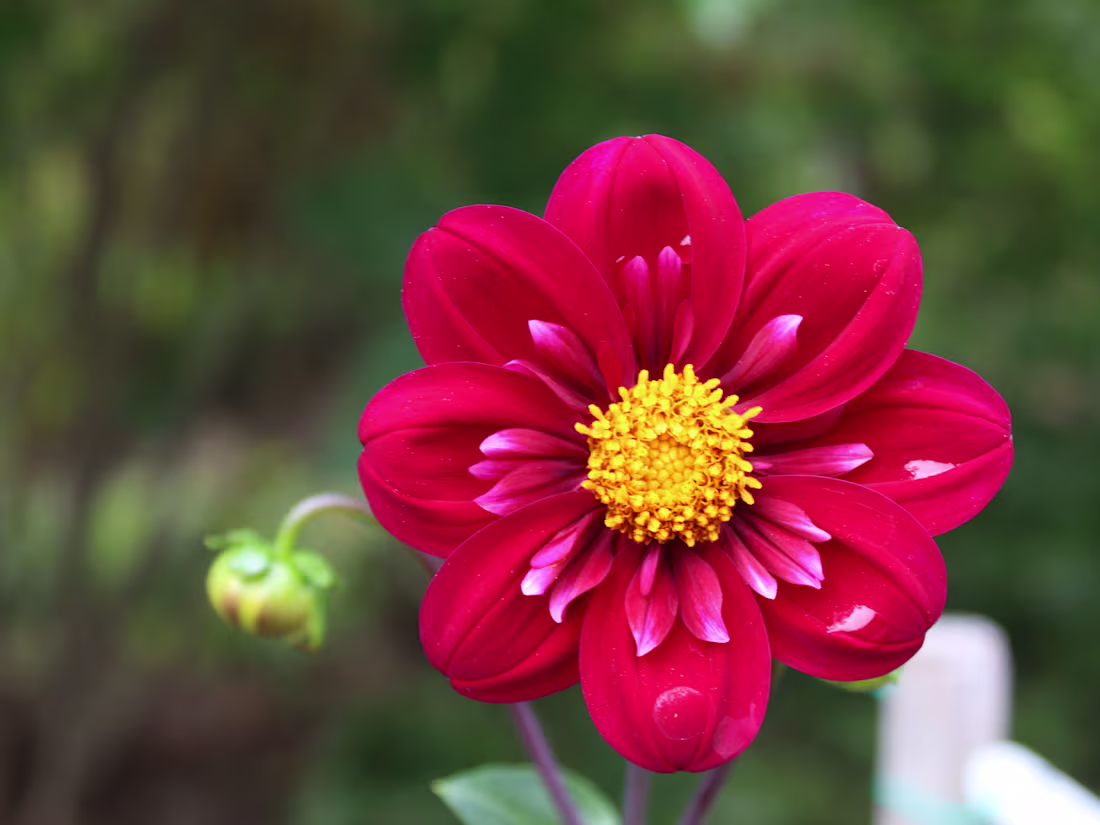 Cover image for Personalized Poetry 