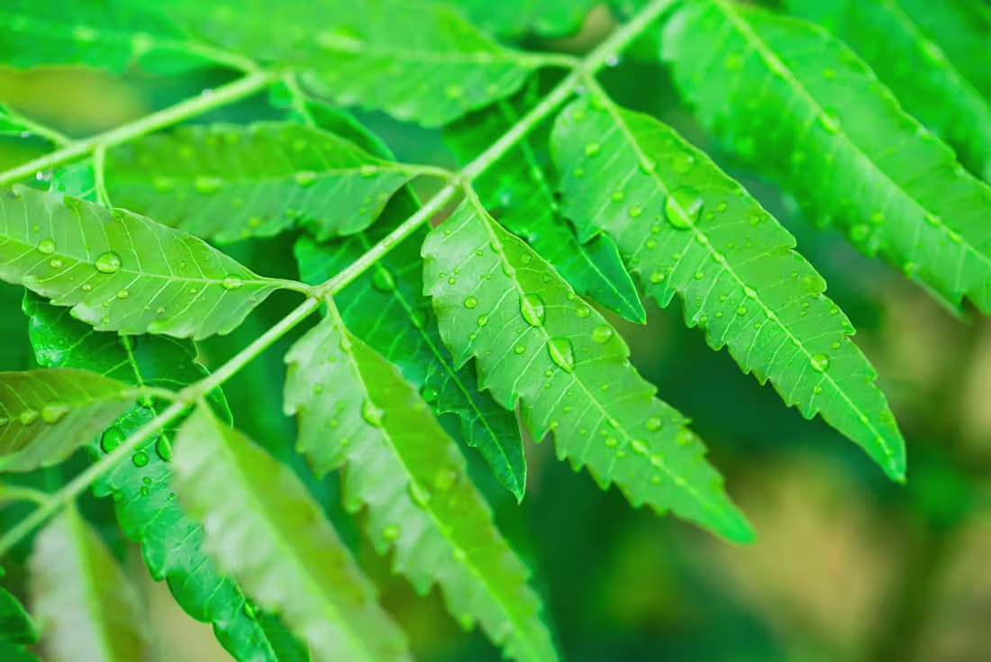 Cover image for Powerful Benefits Of Neem In Ayurveda