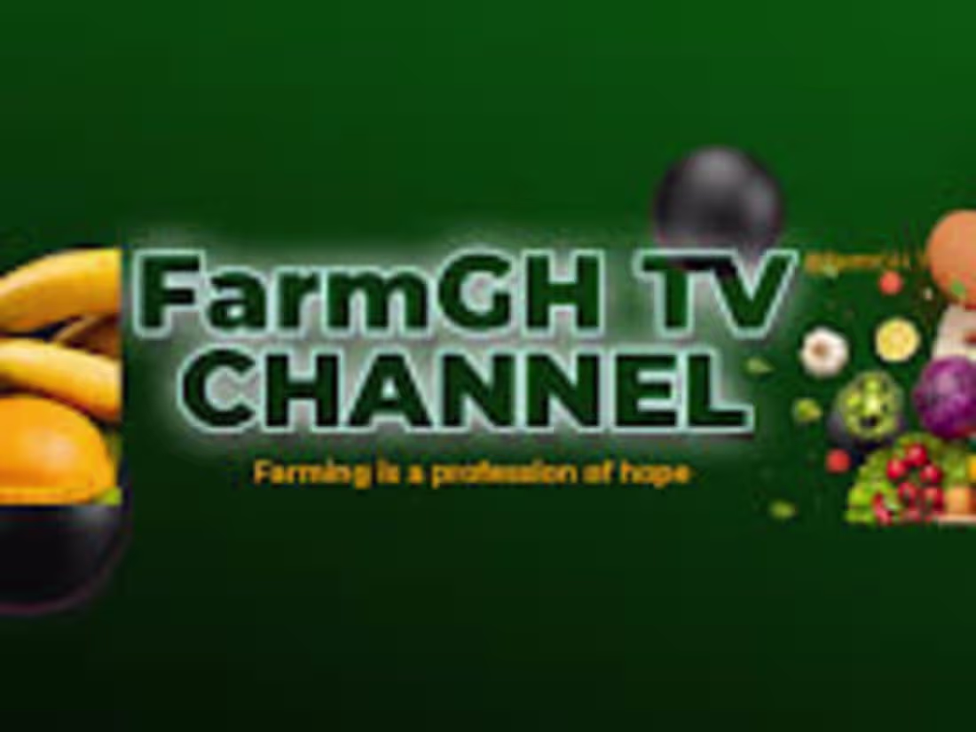 Cover image for Healthy Eggs at 17th Weeks. Feed an important factor.