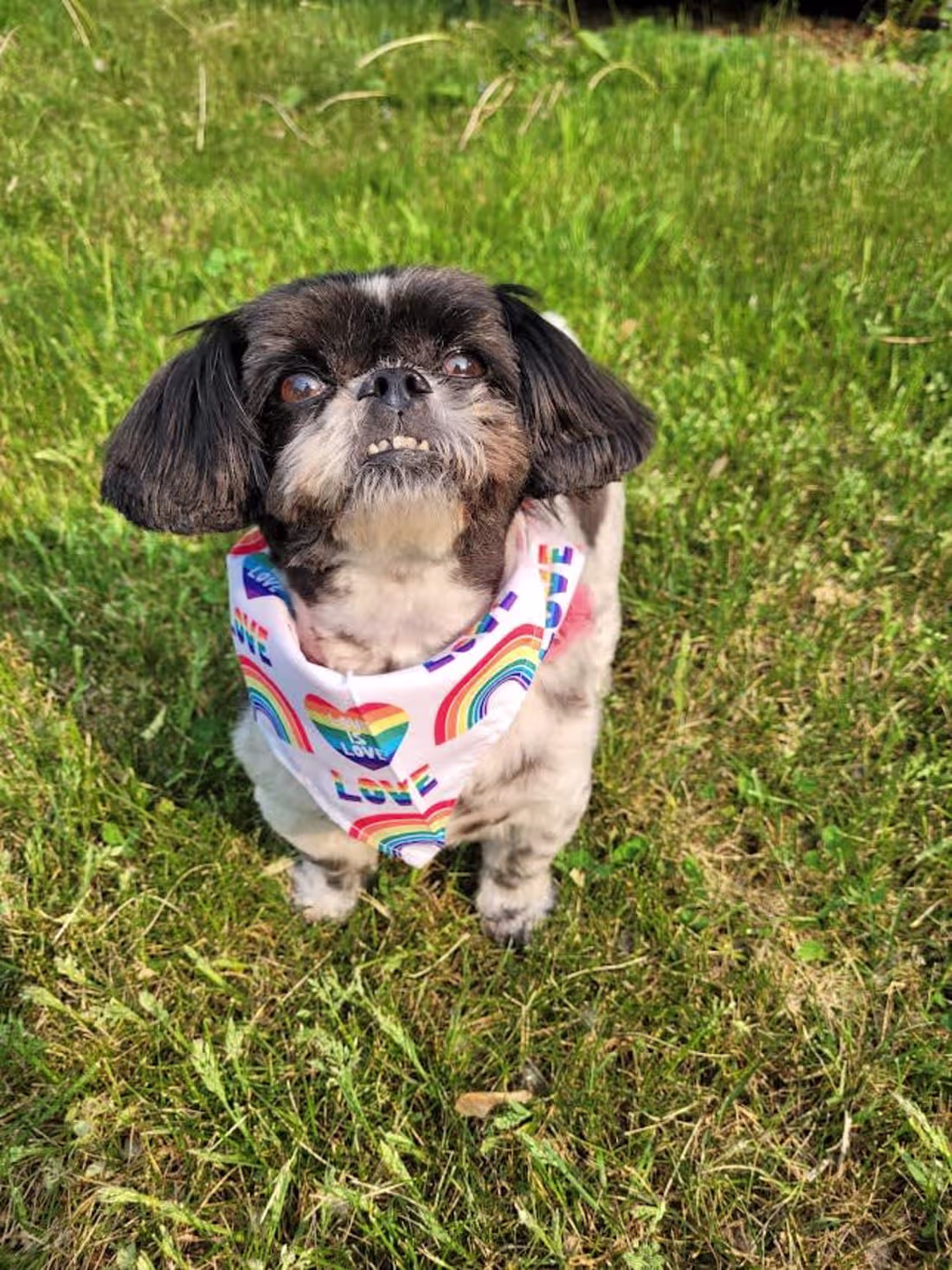 Cover image for Mutts About Pets