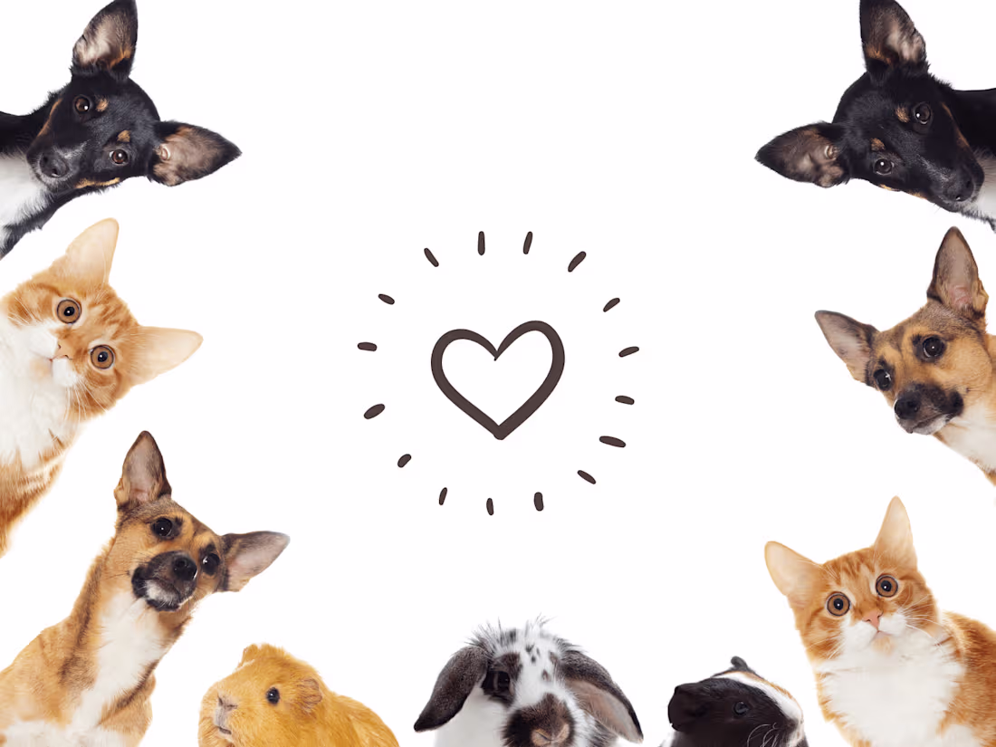 Cover image for Consultant | Oakhurst Animal Clinic