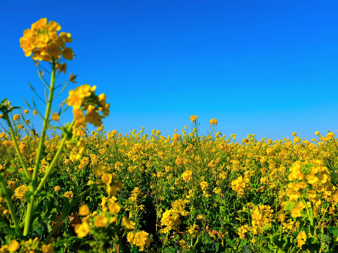 Cover image for Digital Marketing Spec for Canola Harvest