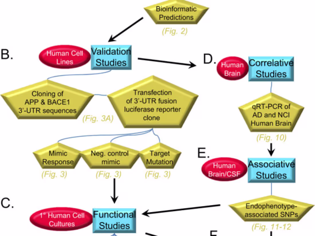 Cover image for MicroRNA-298 reduces levels of human amyloid-β precursor protei…