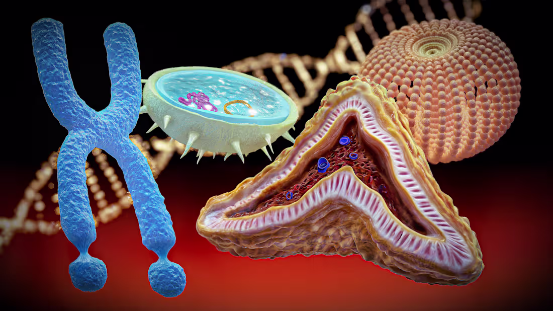 Cover image for 3D Assets Collection: Organs & Molecules