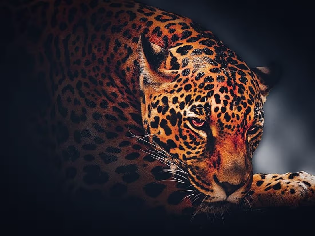 Cover image for Stoty of wild life