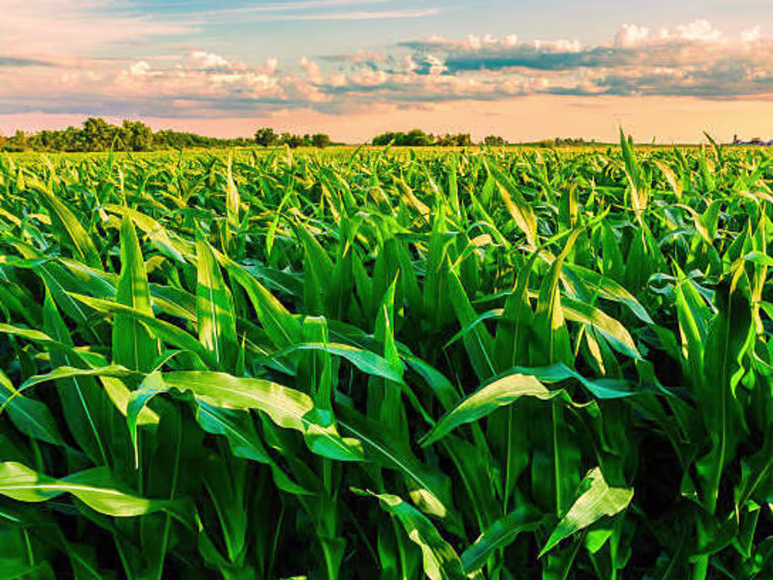 Cover image for Corntainer: A Feasibility Study on Manufacturing Corn Husk Paper