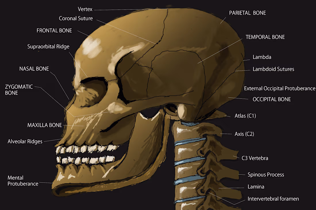 Cover image for Creating Anatomy Illustrations & Images