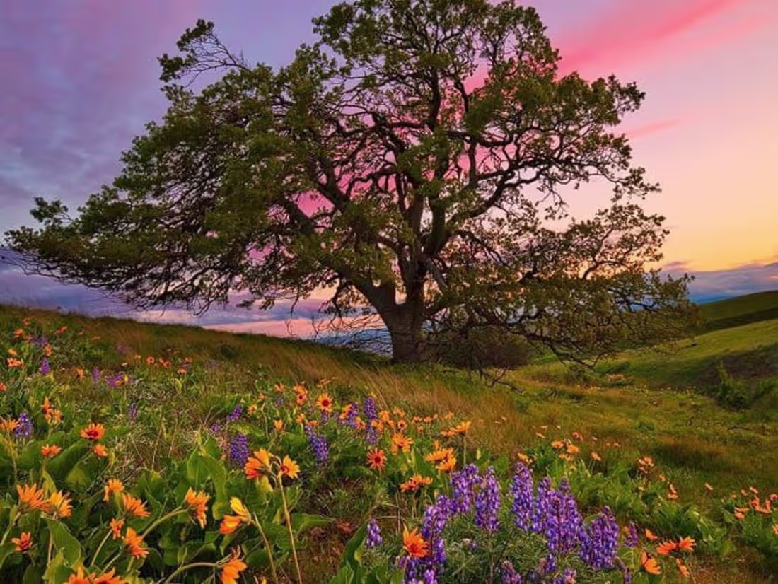 Cover image for See My Samples!