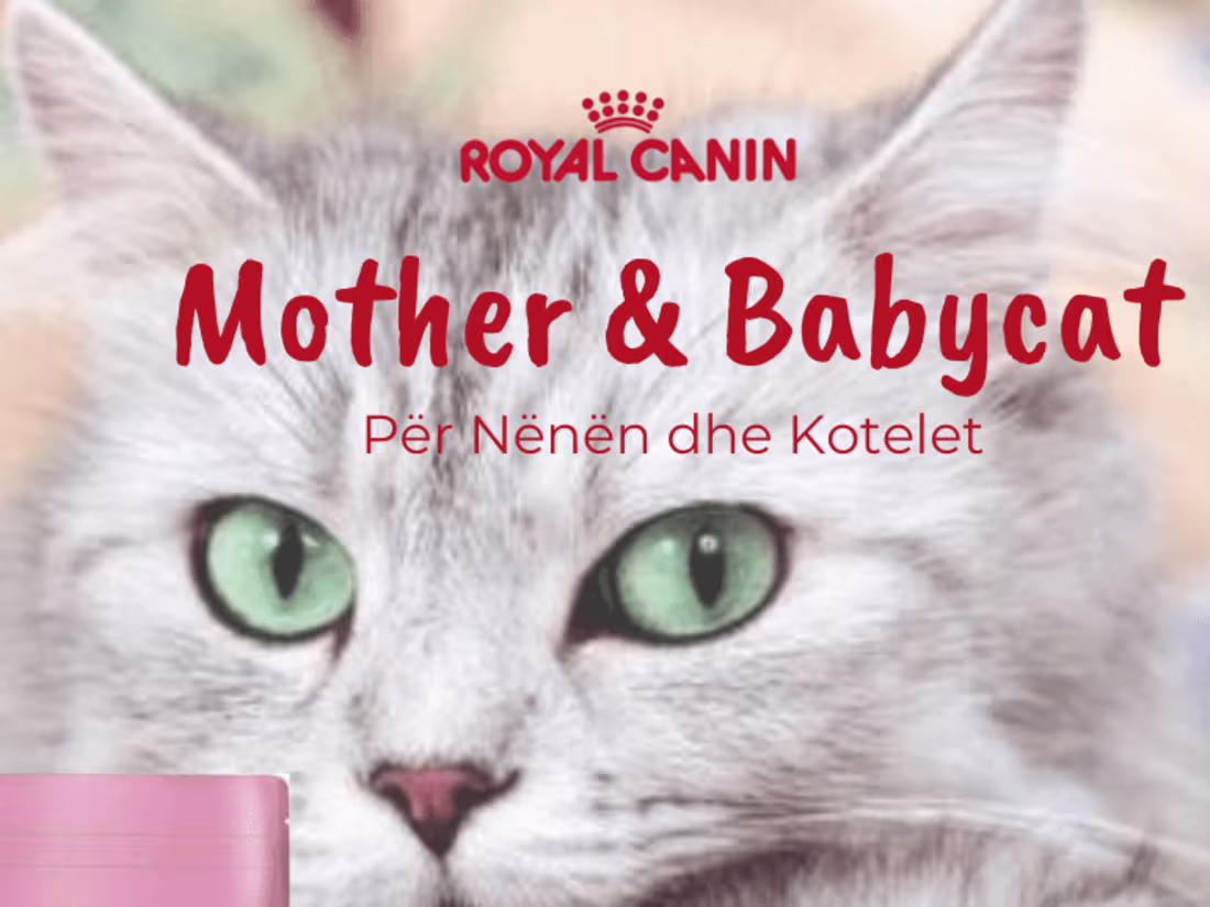 Cover image for 4 Putrat (@4_putrat_tirane) • Instagram photos and videos