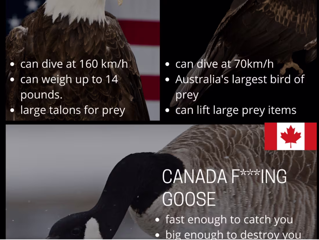 Cover image for Curiocity Canada Facebook memes