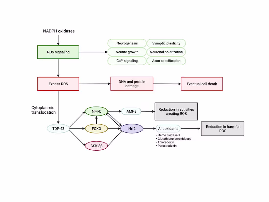 Cover image for Neurodegeneration Research 