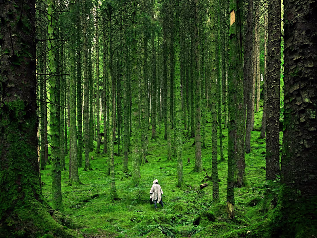 Cover image for WebDesign for National Association for Psychedelic Studies