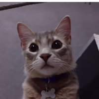 Marcos avatar
