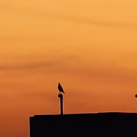 Harishvin  Sasikumar 