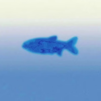 Duoyu avatar