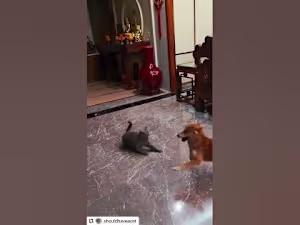 Cat vs Dog - YouTube