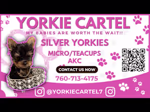 YORKIE CARTEL BUSINESS CARDS