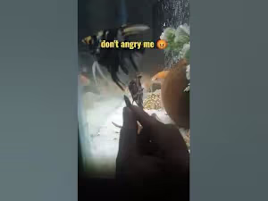 Fish loves to eat almond - YouTube