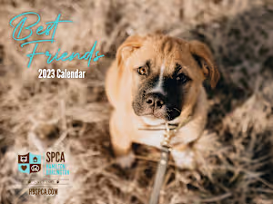 Fundraising Solution for Fall Campaign