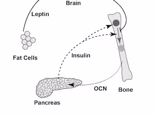 Creating medical illustrations & photo edits