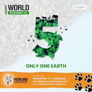 Social Media Post Design