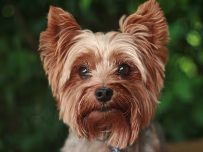 Top 5 Dogs that Don't Shed