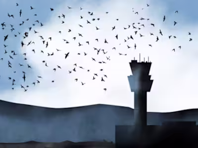 Bird Strike Investigation at Muan Airport