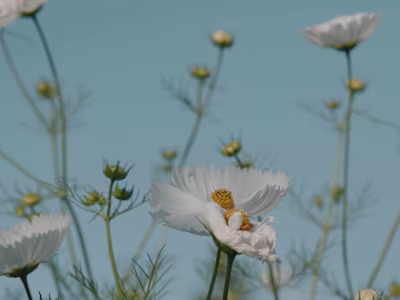 Quaintrelle Farms - Website video