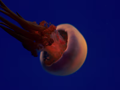 Jello - Underwater Photo Album