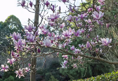 The Art of Outdoor Photography and Nature Exploration
