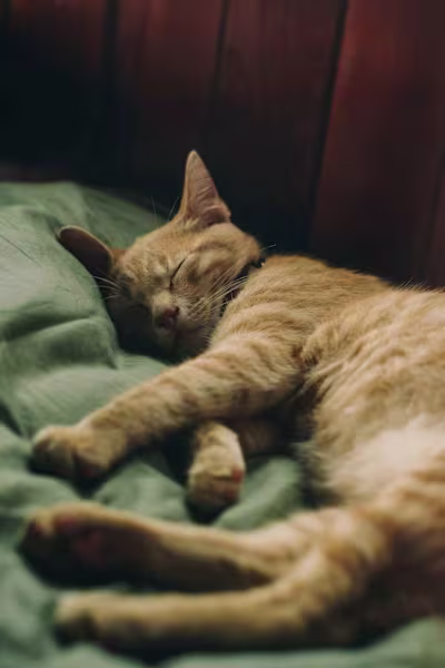 “The Curious Case of 72 Hours Without Sleep: Unveiling the Myst…