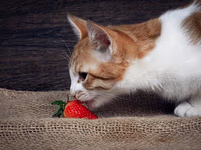 Antioxidants for Cats: Benefits and Usage