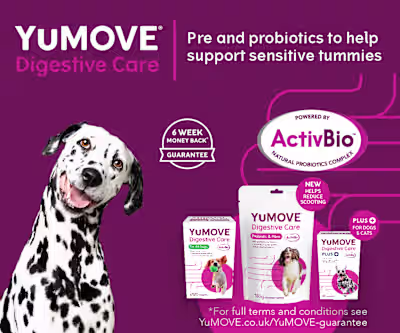 Amazon Display Ad Campaign