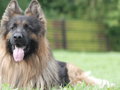 German Shepherd with Long Hair, Discover Their Rare Beauty