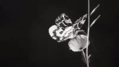 Moth