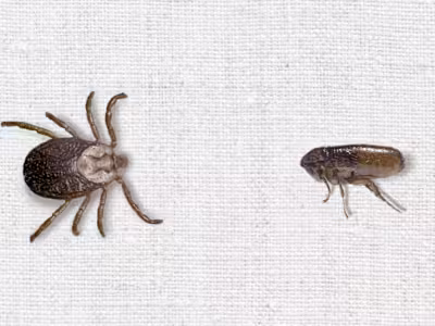 FLEA/TICK LANDING PAGE PROJECT