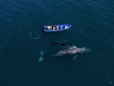 Ballenas - Visit Los Cabos